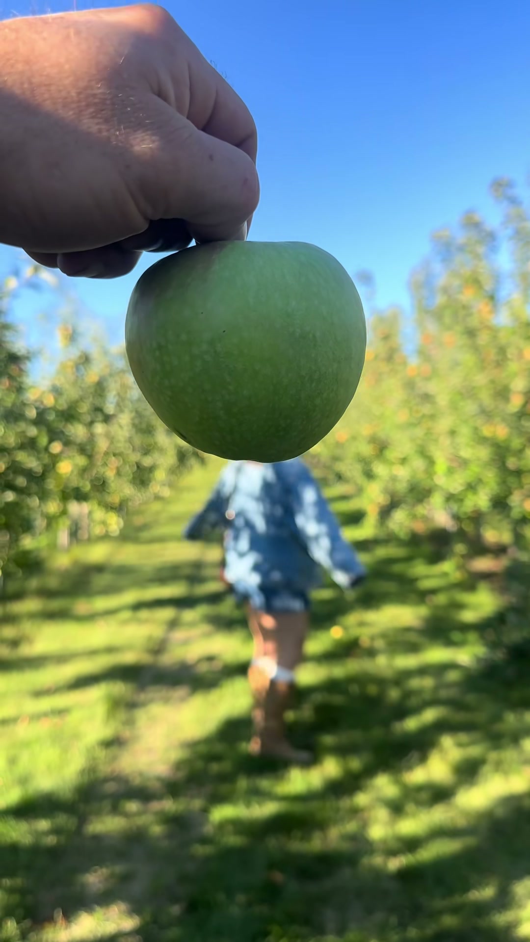 Apple Picking at an Orchard