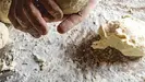 Naples-Style Pizza Dough (Pasta da Pizza)